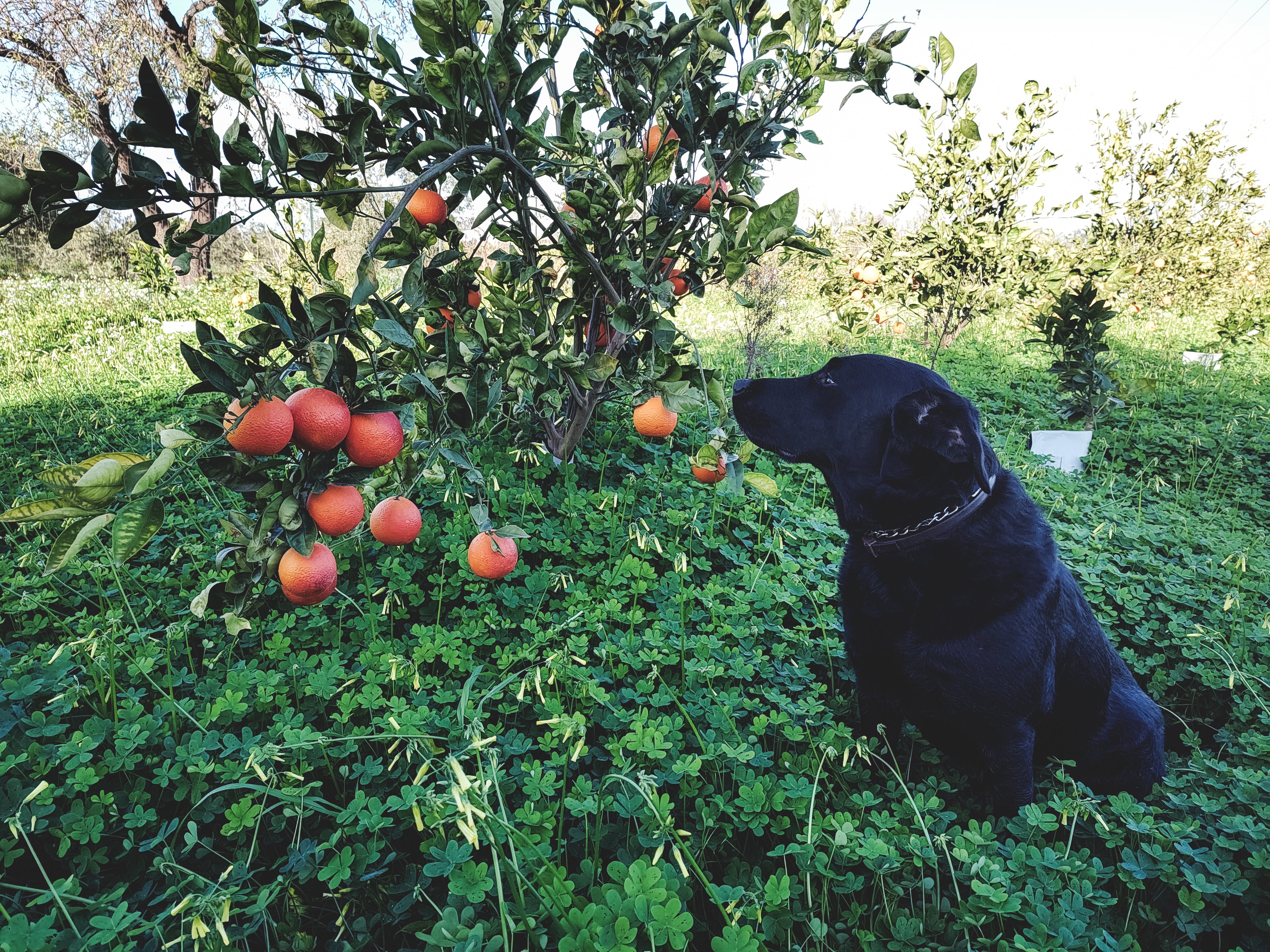 Black dog sitting on grass next to a tree with Blood Oranges