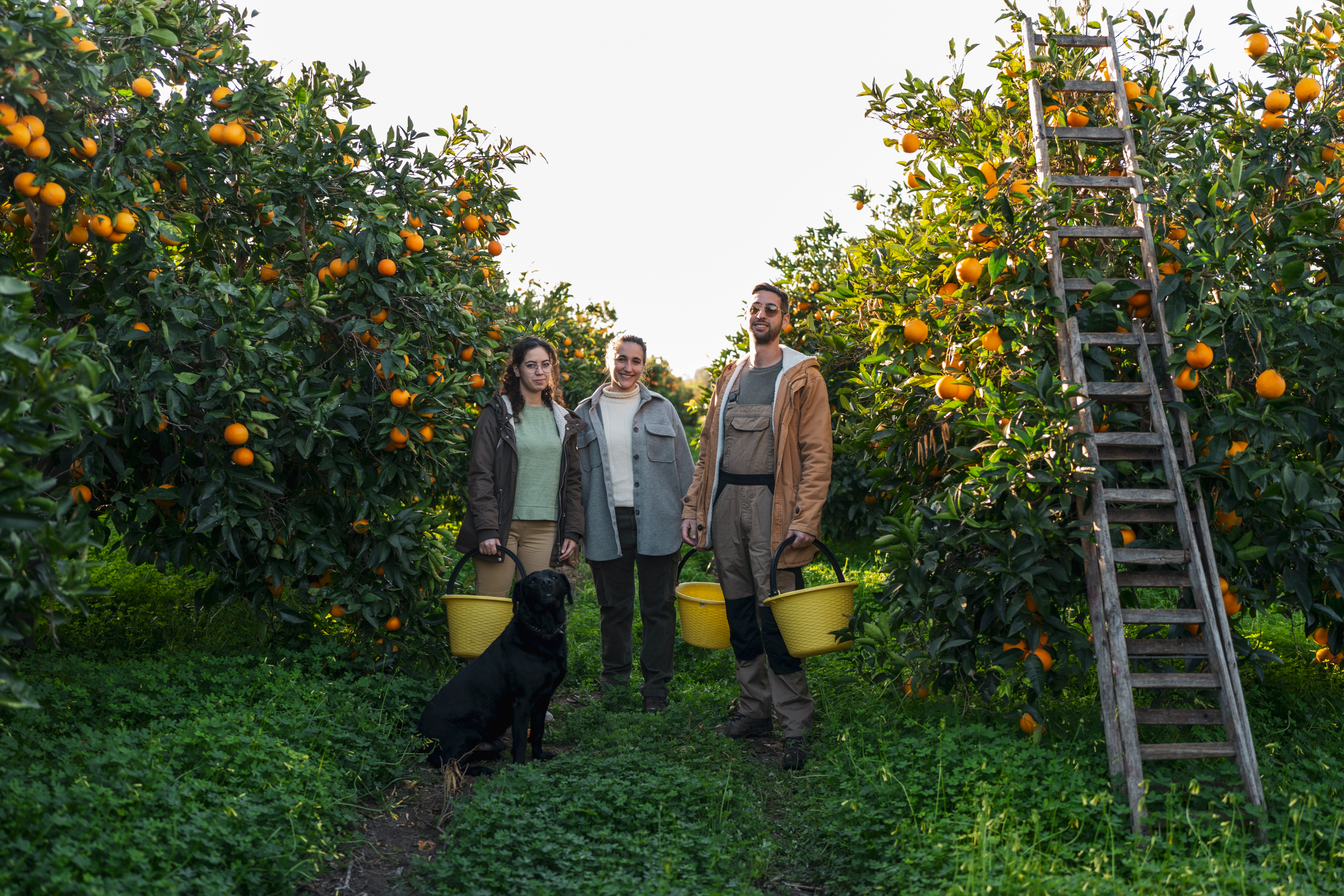 Three people with a dog in an orange grove with a ladder and buckets.